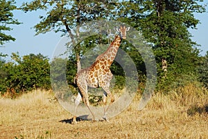 Giraffe (Giraffa camelopardalis)