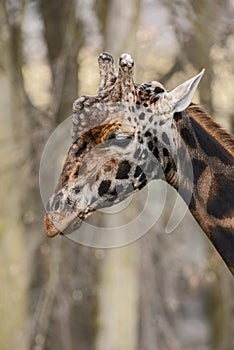 Giraffe - Giraffa camelopardalis