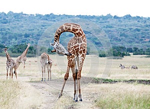 Giraffe (Giraffa camelopardalis)