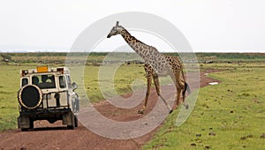 Giraffe (Giraffa camelopardalis)