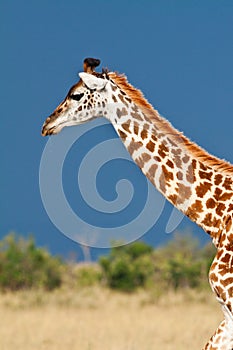 Giraffe (Giraffa camelopardalis)