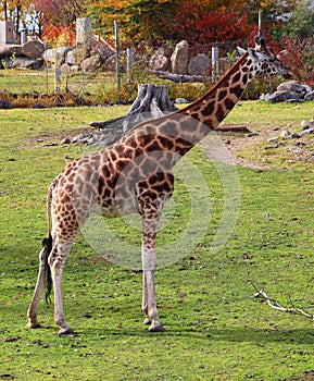 Giraffe Giraffa camelopardalis