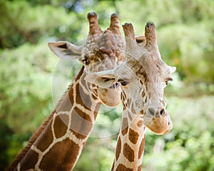 Giraffe (Giraffa camelopardalis)