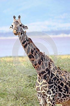 Giraffe (Giraffa camelopardalis)