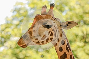 Giraffe (Giraffa camelopardalis)