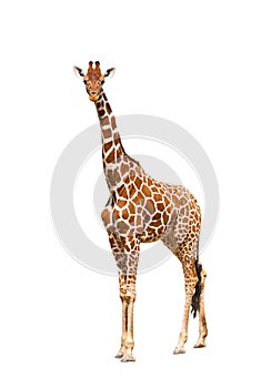 Giraffe (Giraffa camelopardalis)