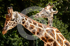 Giraffe - Giraffa camelopardalis