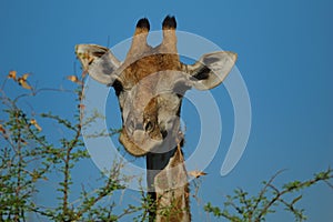 Giraffe (Giraffa camelopardalis)