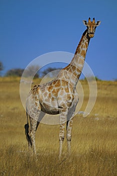 Giraffe (Giraffa camelopardalis)