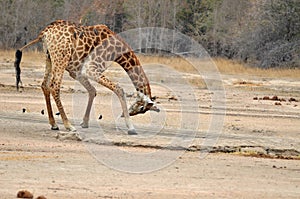 Giraffe (Giraffa camelopardalis)