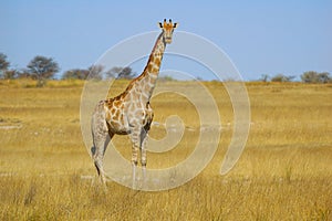 Giraffe (Giraffa camelopardalis)