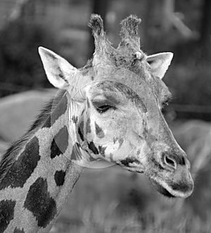 The giraffe Giraffa camelopardalis is an African even-toed ungulate mamma