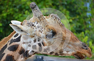 The giraffe Giraffa camelopardalis is an African even-toed ungulate mamma