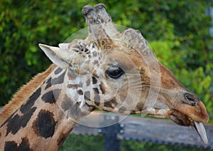 giraffe Giraffa camelopardalis is an African even-toed ungulate mamma