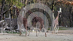 Giraffe, Giraffa camelopardalis is an African even-toed ungulate mammal