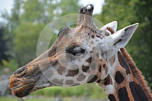 Giraffe Giraffa camelopardalis is an African even-toed ungulate mammal,