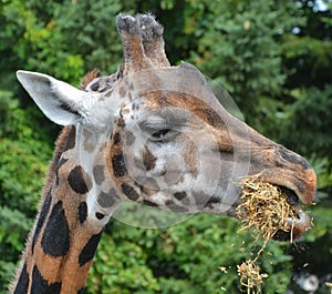 Giraffe Giraffa camelopardalis is an African even-toed ungulate mammal,