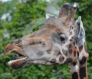 Giraffe Giraffa camelopardalis is an African even-toed ungulate mammal,