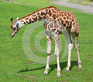 Giraffe  Giraffa camelopardalis is an African even-toed ungulate mammal