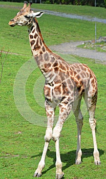 Giraffe  Giraffa camelopardalis is an African even-toed ungulate mammal