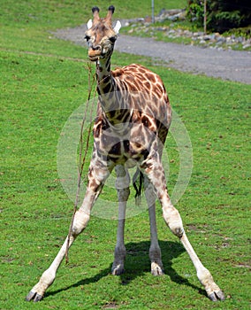 Giraffe  Giraffa camelopardalis is an African even-toed ungulate mammal