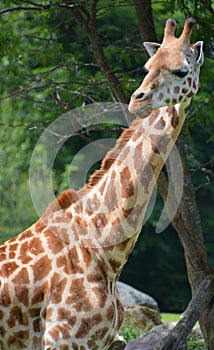 Giraffe  Giraffa camelopardalis is an African even-toed ungulate mammal