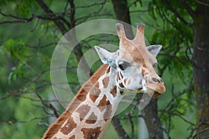 Giraffe  Giraffa camelopardalis is an African even-toed ungulate mammal