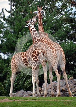 Giraffe  Giraffa camelopardalis is an African even-toed ungulate mammal