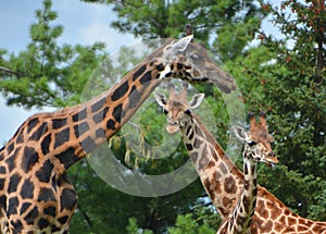 Giraffe  Giraffa camelopardalis is an African even-toed ungulate mammal