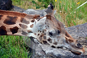 Giraffe Giraffa camelopardalis is an African even-toed ungulate mammal