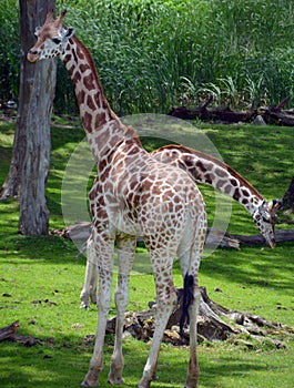 The giraffe  Giraffa camelopardalis is an African even-toed ungulate mammal