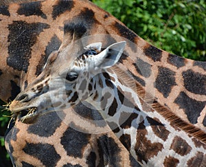 The giraffe Giraffa camelopardalis is an African even-toed ungulate mammal