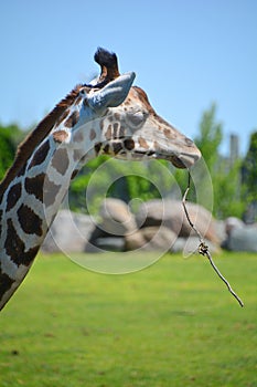 The giraffe Giraffa camelopardalis is an African even-toed ungulate mammal