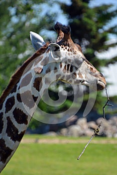 The giraffe Giraffa camelopardalis is an African even-toed ungulate mammal