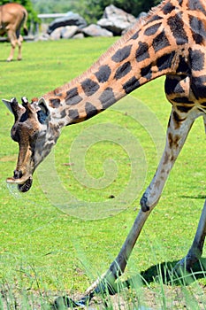 The giraffe Giraffa camelopardalis is an African even-toed ungulate mammal