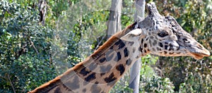 Giraffe  Giraffa camelopardalis is an African even-toed ungulate mammal,