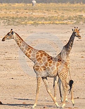 The giraffe Giraffa camelopardalis is an African even-toed ungulate mammal