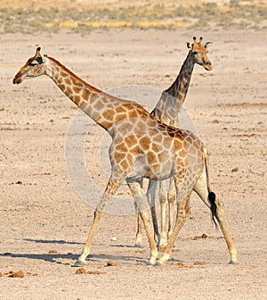 The giraffe Giraffa camelopardalis is an African even-toed ungulate mammal,