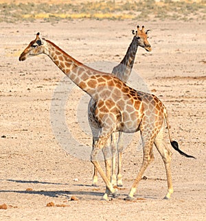 The giraffe Giraffa camelopardalis is an African even-toed ungulate mammal,