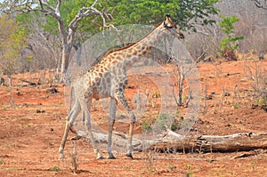 The giraffe Giraffa camelopardalis is an African even-toed ungulate mammal,