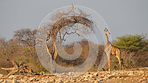 The giraffe Giraffa camelopardalis is an African even-toed ungulate mammal,