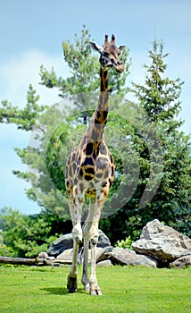 The giraffe Giraffa camelopardalis is an African even-toed ungulate mammal