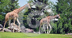 The giraffe Giraffa camelopardalis is an African even-toed ungulate mammal