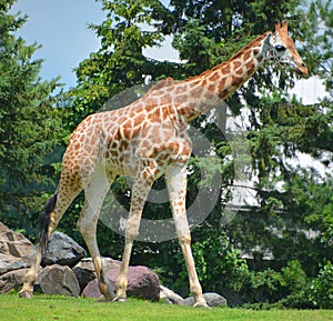 The giraffe Giraffa camelopardalis is an African even-toed ungulate mammal