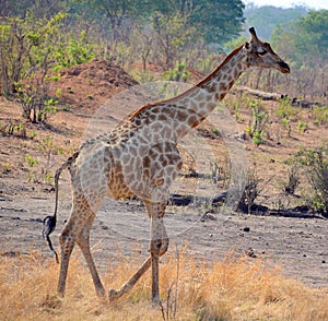 The giraffe Giraffa camelopardalis is an African even-toed ungulate mammal,