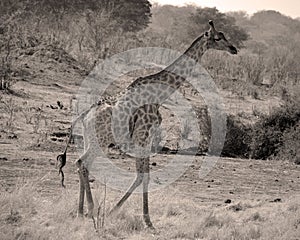 The giraffe Giraffa camelopardalis is an African even-toed ungulate mammal,