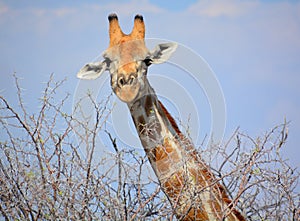 The giraffe Giraffa camelopardalis is an African even-toed ungulate mammal