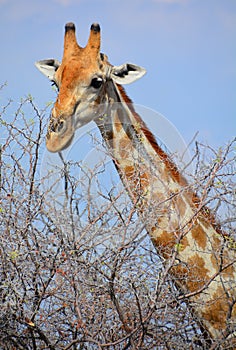 The giraffe Giraffa camelopardalis is an African even-toed ungulate mammal