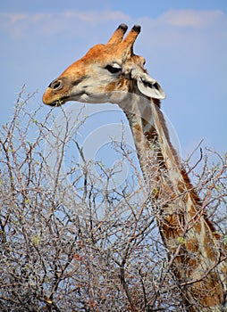 The giraffe Giraffa camelopardalis is an African even-toed ungulate mammal