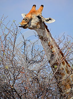 The giraffe Giraffa camelopardalis is an African even-toed ungulate mammal